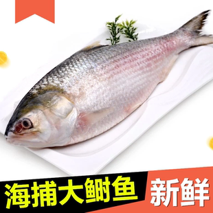 酒香蒸鲥鱼整条开背海鲜酒店半成品1.5斤/条大黎鱼三来鱼批发