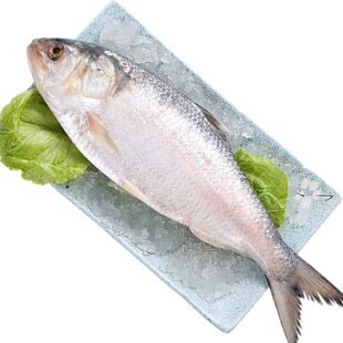 海捕高端冰鲜鲥鱼2-2.2斤新鲜鲥鱼海鲜鲥鱼江浙沪皖包邮商用批发