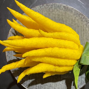 现摘现发金佛手鲜果观赏食用闻香