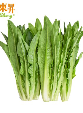 东升油麦菜苗新鲜广东火锅食材