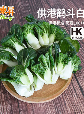 东升农场斗白苗新鲜宁夏菜