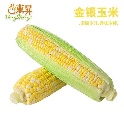 东升农场新鲜金银玉米宝宝辅食