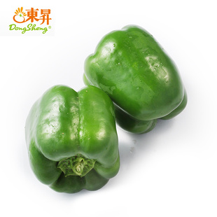 东升农场 供港青圆椒 青椒灯笼椒 供港蔬菜 烧烤 广州鲜配送400g