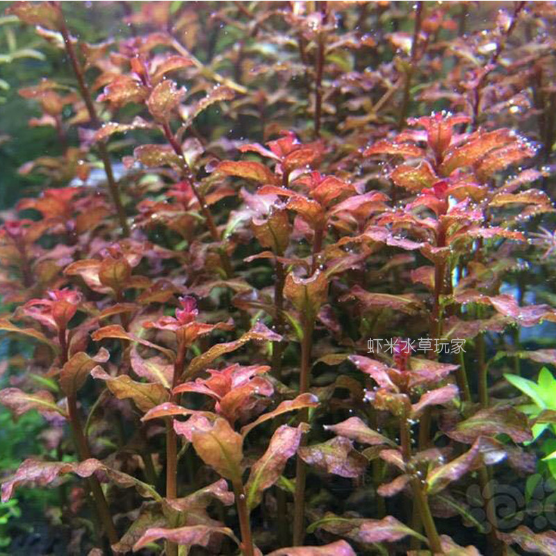 红唇丁香水草中后景水中植物鱼缸草缸造景水下叶真水草