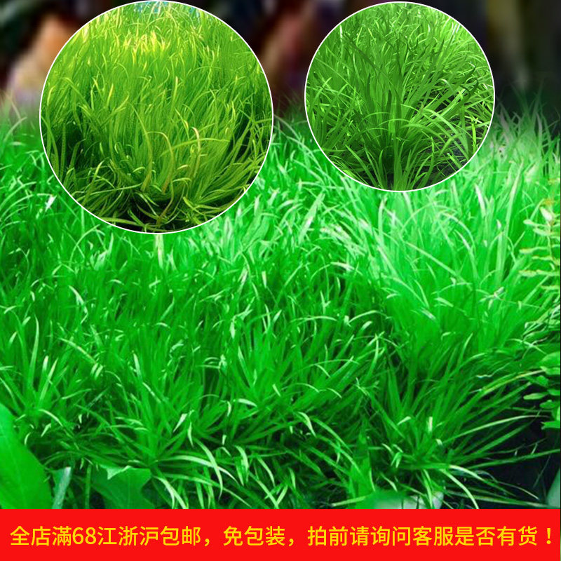 日本箦藻小箦藻中箦藻泽藻水草鱼缸草缸造景水中植物中前景水中