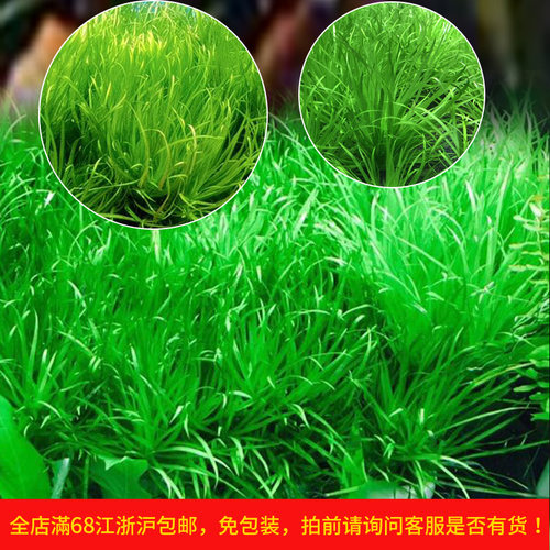 nbsp日本箦藻前景水草