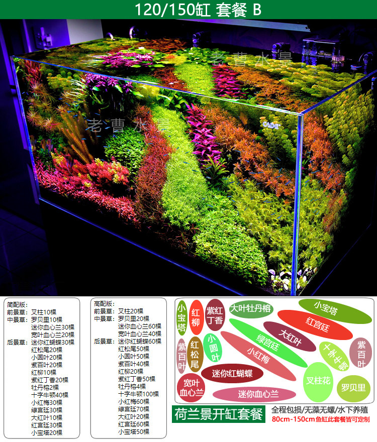 荷兰景水草套餐开缸草缸桌面鱼缸造景阴性爬地前景新手好养宫廷