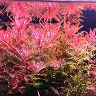 红雨伞水草荷兰景鱼缸草缸造景有茎水草中后景红色淡水活体艳色系