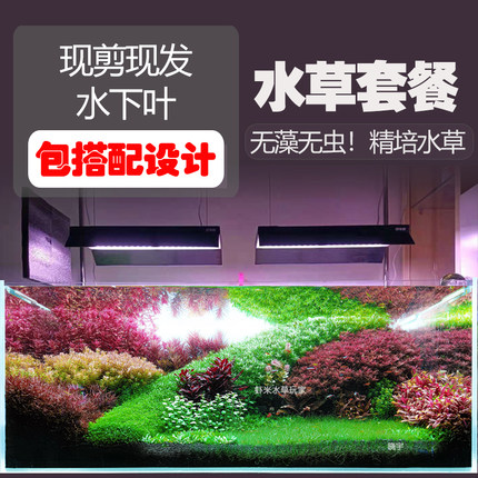 荷兰景水草套餐开缸草缸桌面鱼缸造景阴性新手懒人好养小米水下