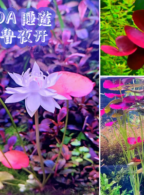 Ada莲秘鲁睡莲夜开莲无二氧化碳高端稀有水草红色水草中后景水草