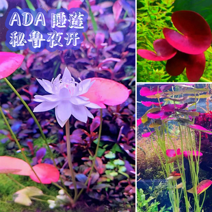 Ada莲秘鲁睡莲夜开莲无二氧化碳高端稀有水草红色水草中后景水草