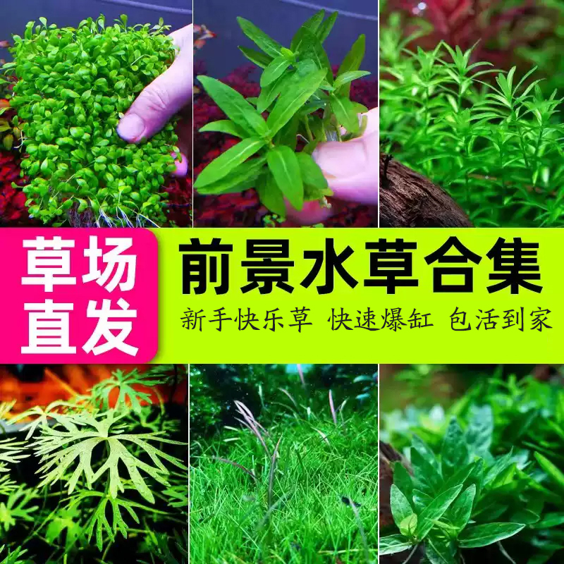 草鱼缸前景草坪趴地矮珍珠迷你矮高珍珠叉柱花迷你牛毛天胡荽水草
