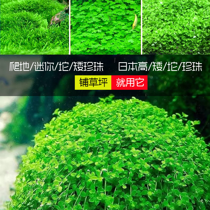 前景草鱼缸草缸草坪爬地趴地迷你日本高矮矮珍珠坨草懒人造景新手
