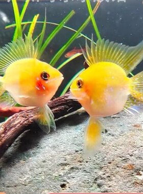 金波子鱼宠物波子皮卡丘热带淡水草缸小型观赏鱼颜色好包圆活体