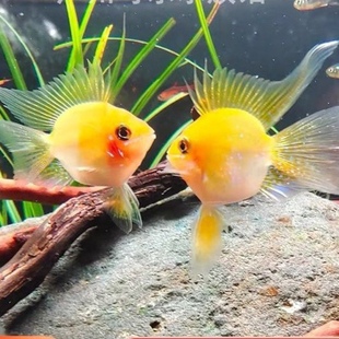 金波子鱼宠物波子皮卡丘热带淡水草缸小型观赏鱼颜色好包圆活体