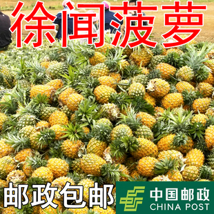正宗徐闻菠萝新鲜水果广东湛江香水菠萝10斤精选大果现摘青皮菠萝