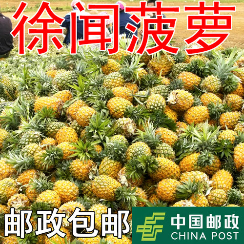 正宗徐闻香水菠萝现摘现发