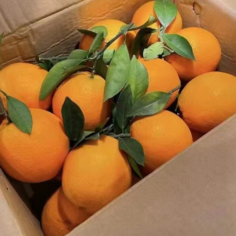 正宗江西赣南脐橙20斤精品大果赣州橙子新鲜水果当季整箱现摘安远,水产肉类/新鲜蔬果/熟食,橙,淘宝优惠券,粉丝福利购,淘宝优惠卷