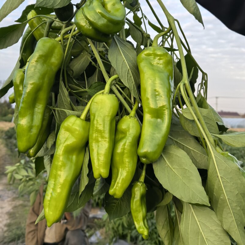 安徽和县新鲜青辣椒现摘现发微辣青椒菜椒肉椒虎皮椒配菜椒牛角椒