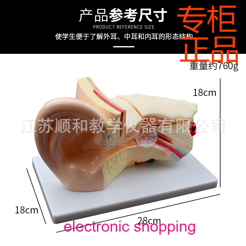 ㊣耳解剖放大模型J3310-1型耳朵形态结构模型初高中教学实验器材,文具电教/文化用品/商务用品,教学标本/模型,淘宝优惠券,粉丝福利购,淘宝优惠卷