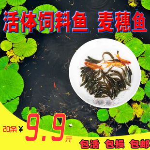 麦穗鱼鲫鱼苗草食蚊鱼活体饲料小泥鳅淡水赤眼鳟鱼苗龙鱼开口粮