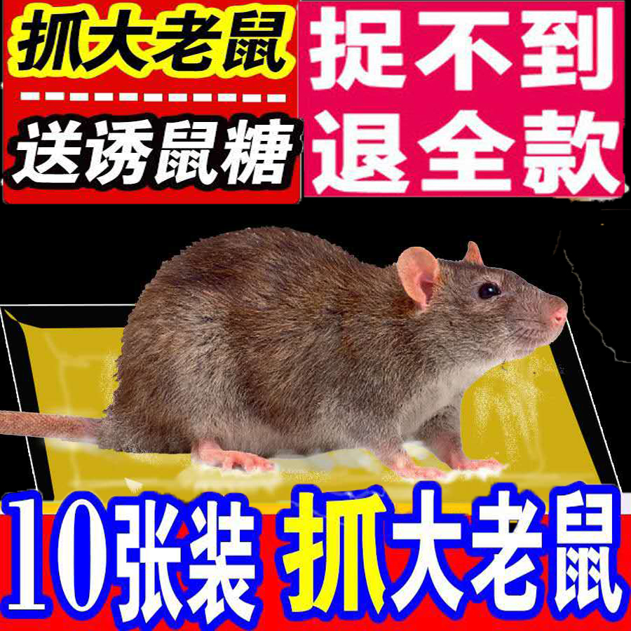 防鼠超强力十足胶水室内捕鼠器粘胶胶剂夹子沾老鼠板强力胶家用在类目 居家日用, 驱虫用品, 灭鼠笼/捕鼠器中 - 来自Buy2taobao.com提供专业的淘宝代购服务