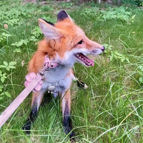 网红萌宠雪狐活体幼崽异宠白狐活物幼体亲人北极狐养殖狐狸活宠