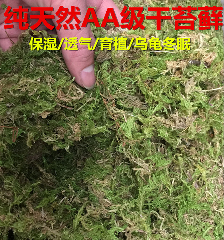 乌龟冬眠生蛋aa干苔藓种植