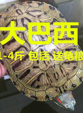 活体大乌龟巨无霸巴西实惠