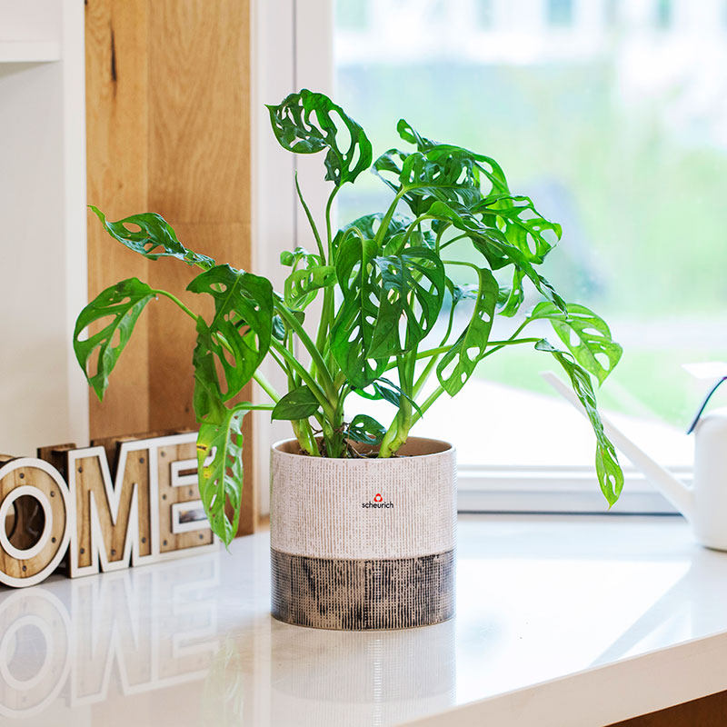 虹越德国进口雪瑞奇纯色简约套盆无孔办公室内桌面防漏时尚装饰盆