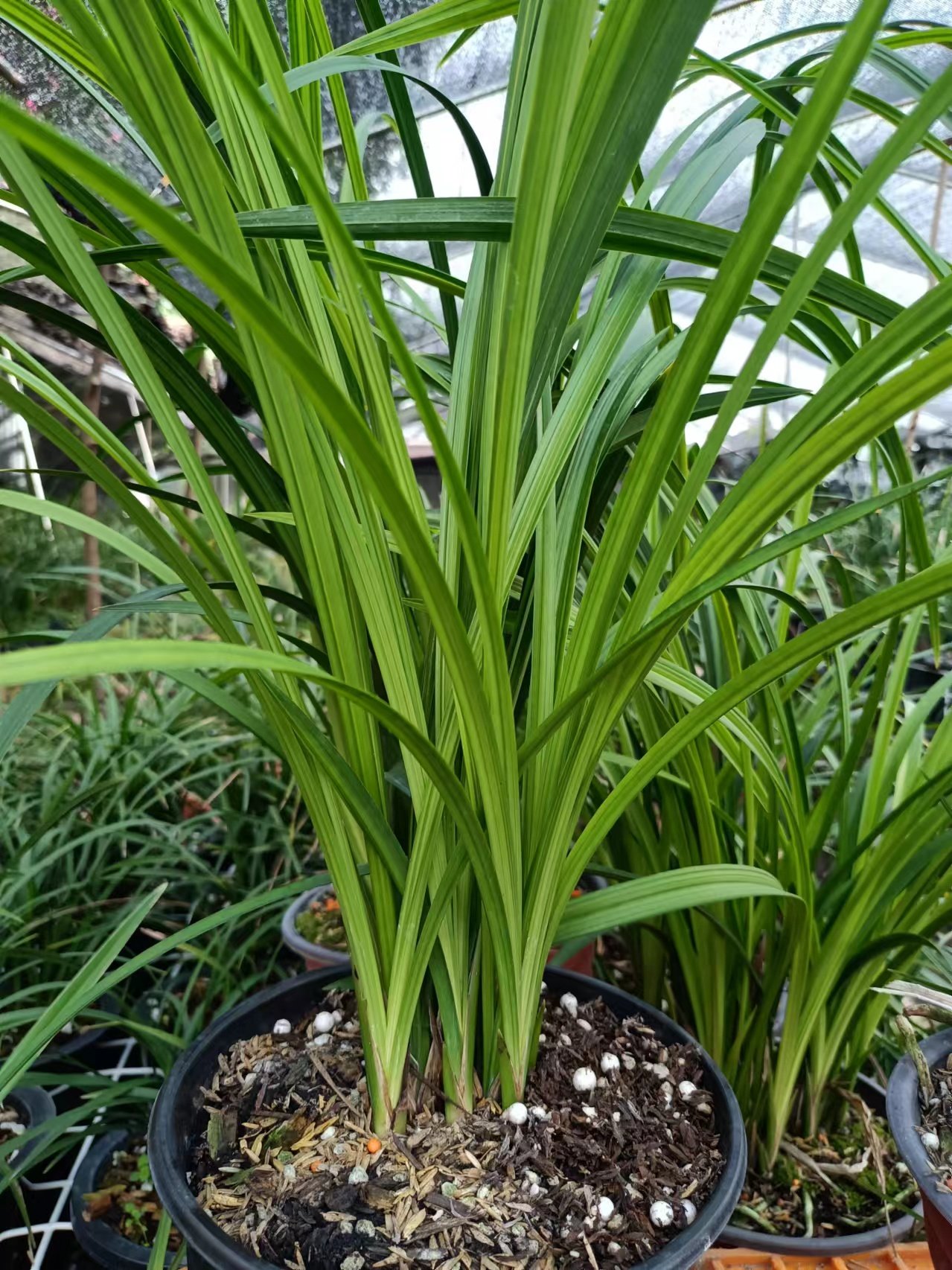 春剑铁杆大红朱砂兰花 带花苞带盆发货  自然养殖苗 春剑红花