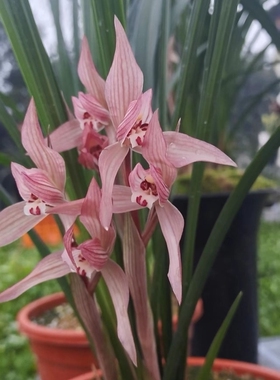 红花春剑 兰花草    春剑红花兰草 蜀雅兰苑兰花苗 红色兰花