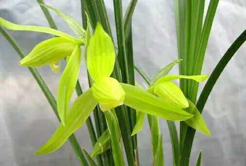 四川西蜀道光兰花 牙黄素兰草 春剑素花 春剑黄花素心花带盆发货