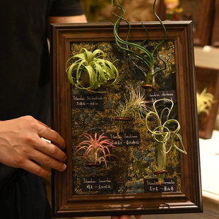 【室温】原创空气凤梨寓意生日礼物装饰画复古美式墙壁桌面植物