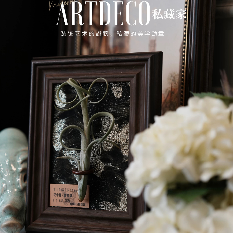 室温原创美式空气凤梨桌面植物