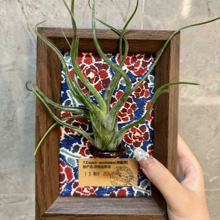 【休斯顿的夏日繁花】室温原创空气凤梨寓意生日礼物桌面摆件植物