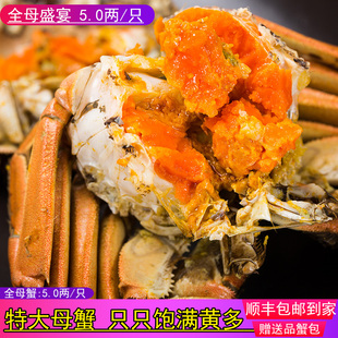 只新鲜水产螃蟹现货 澄泽精品足量全母大闸蟹5.0两 活蟹