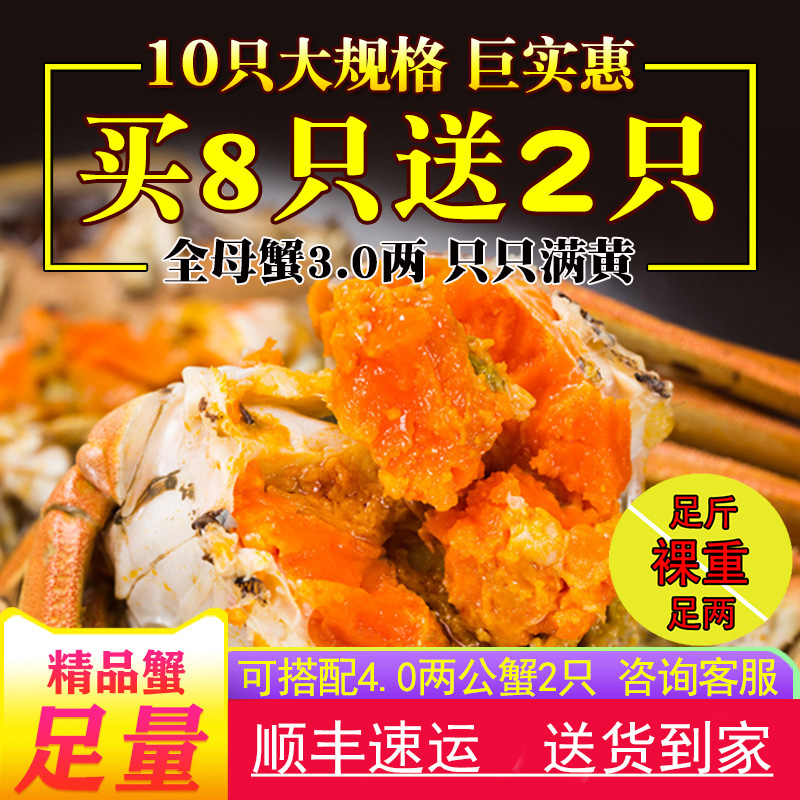 现货买8送2大闸蟹全母蟹3.0两共10只礼盒装鲜活特大活的母螃蟹
