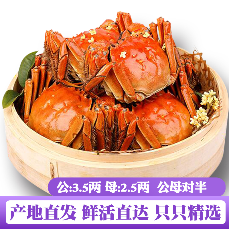 鲜活现货大闸蟹3.5两2.5两共8只