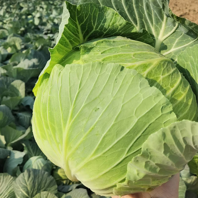 耐热甘兰种子日本铁头甘蓝夏王夏盛65美华铁塔春夏秋季包头菜种籽