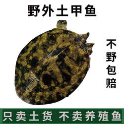 正宗洪湖土甲鱼鲜活野外生长中华鳖王八纯野货不卖养殖鱼水鱼老鳖
