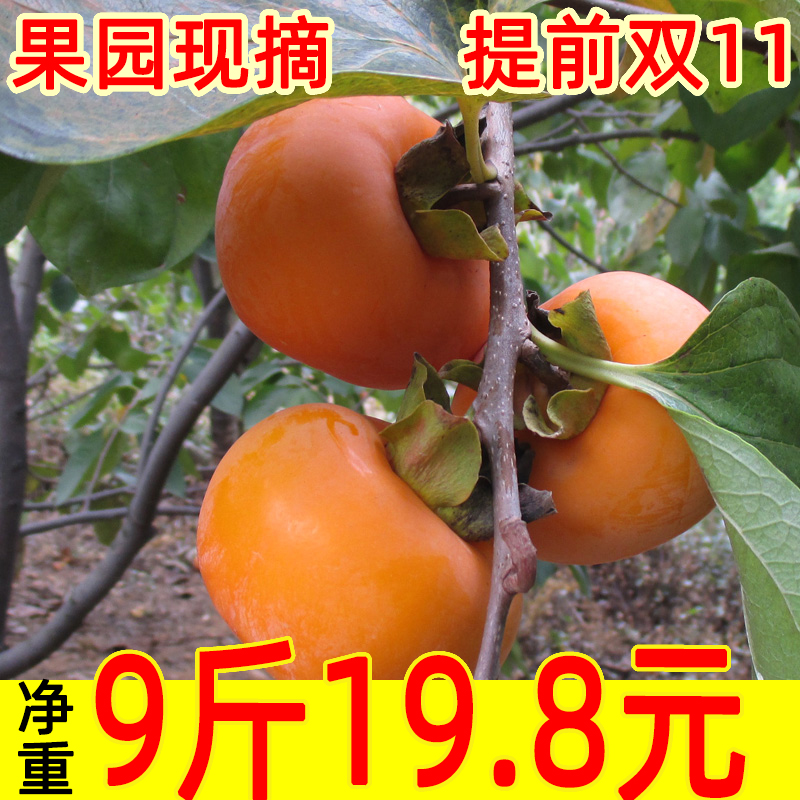 脆柿子广西桂林恭城新鲜当季现摘水果巧克力柿子脆甜硬柿子5斤9斤