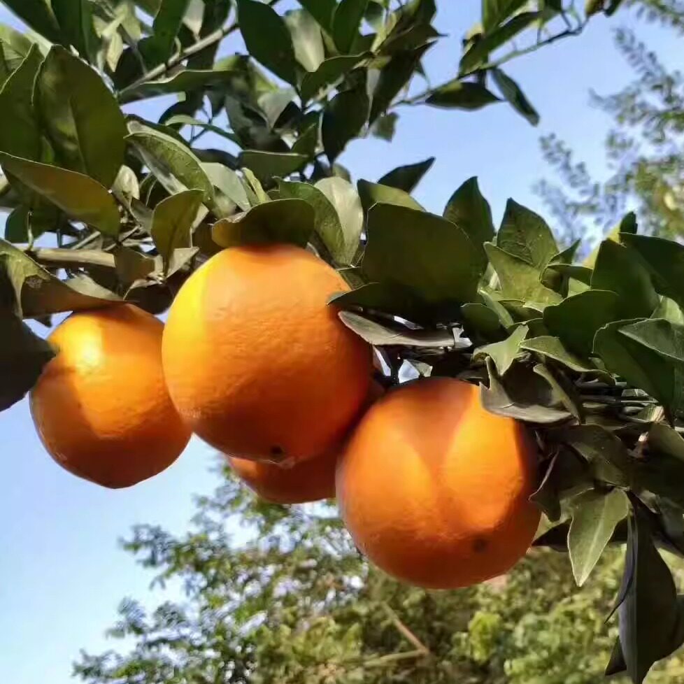 石门脐橙