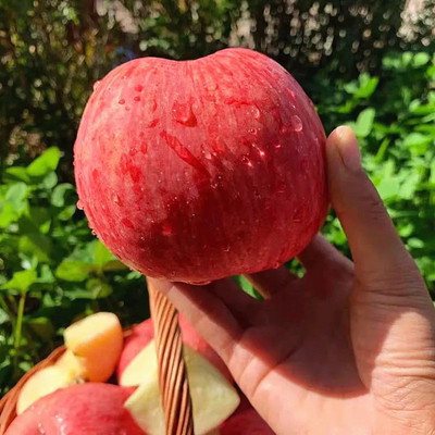 苹果 新鲜苹果脆甜红富士咸阳马栏红正宗陕西小整箱 10斤包邮水果