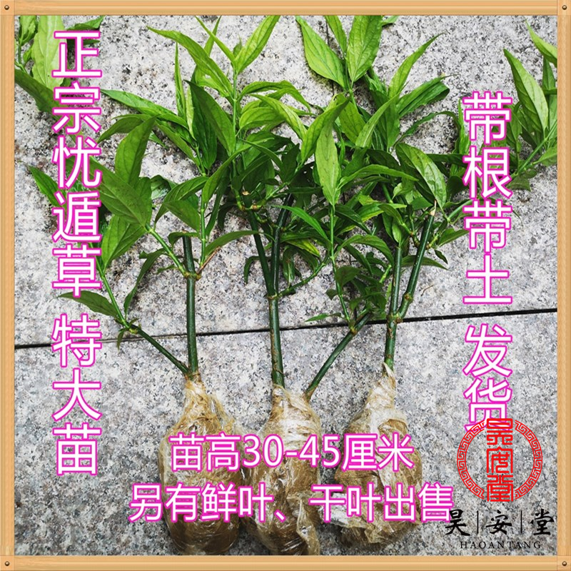 昊安堂马来忧遁草优顿草苗优盾草黎王草鳄嘴花 大苗干叶
