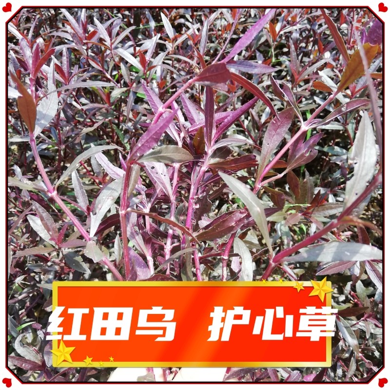 昊安堂红田乌红莲子草护心草红节节草鲜叶 干叶血管畅 护心清火