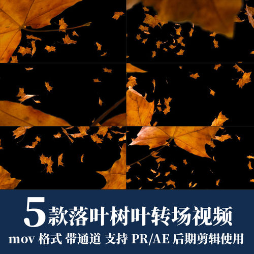 pr视频素材秋天黄色枫叶落叶树叶转场mov动画alpha透明通道ae剪辑