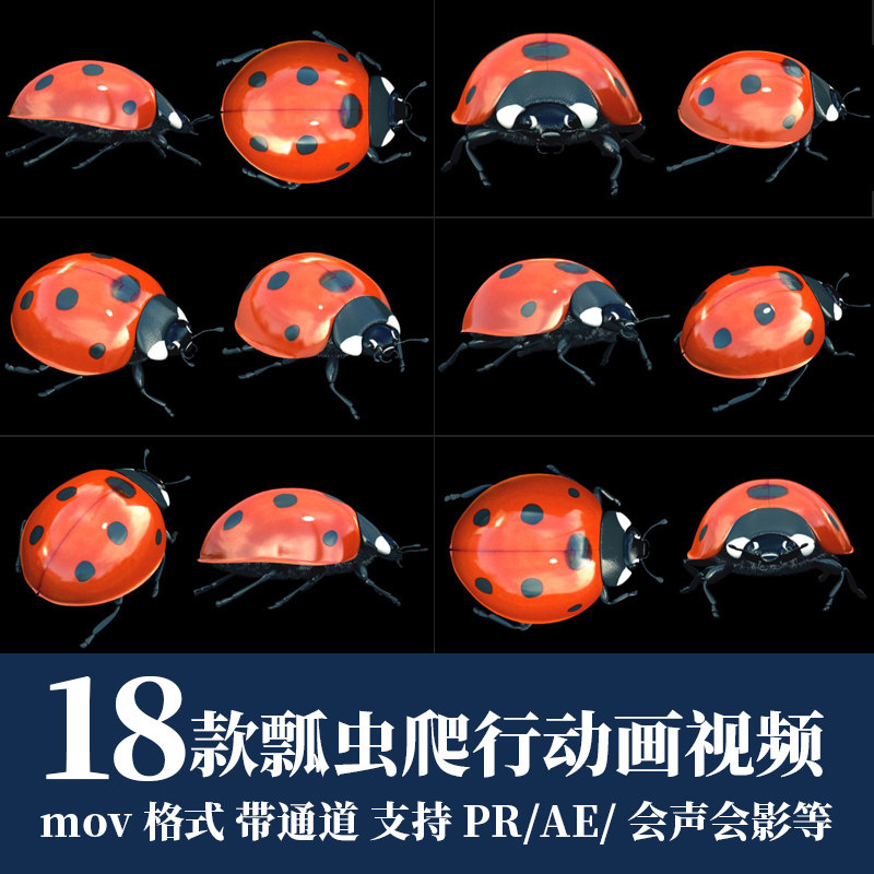 pr视频素材昆虫瓢虫爬行mov循环动画alpha透明通道ae后期剪辑合成