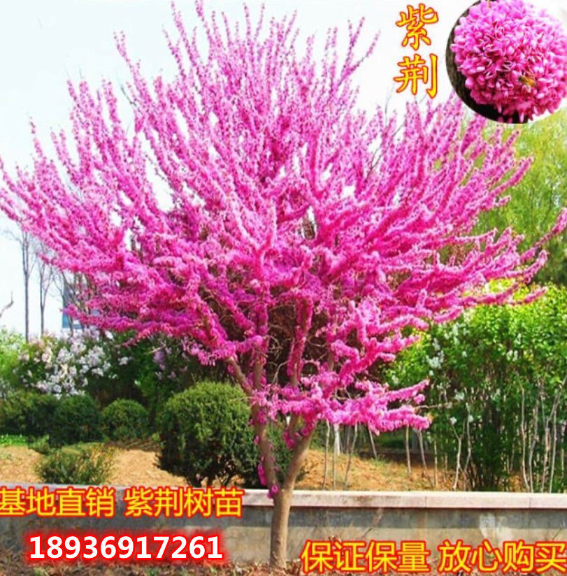 紫荆花树苗庭院盆栽植物绿化苗木