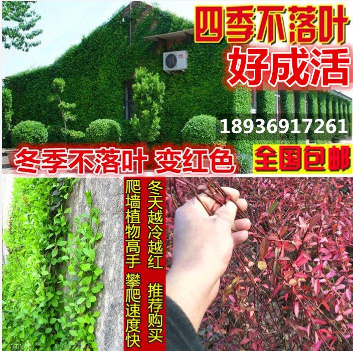 攀援花卉  四季常青 爬藤植物